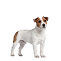 Small Dogs