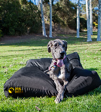 Dog Doza Dog Bed Chew proof waterproof