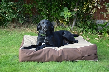 memory foam dog beds